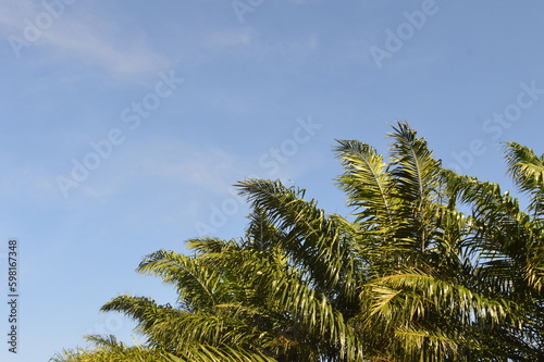 selective focus  palm trees against a background of blue sky and white clouds during the day