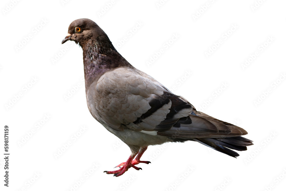 The dove is isolated on a white background. White-gray bird. The dove is isolated on a white background. White-gray bird.