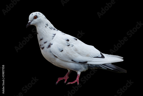 The dove is isolated on a black background. White-gray bird.