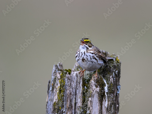Savannah Sparrow on tree branch in early Spring photo