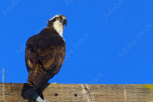 Osprey, perched with blue sky