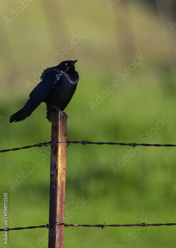 Blackbird on a fence