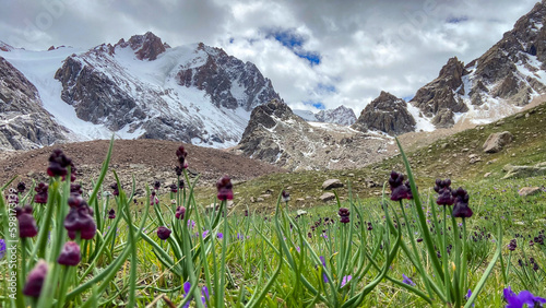 alpine meadow in the mountains