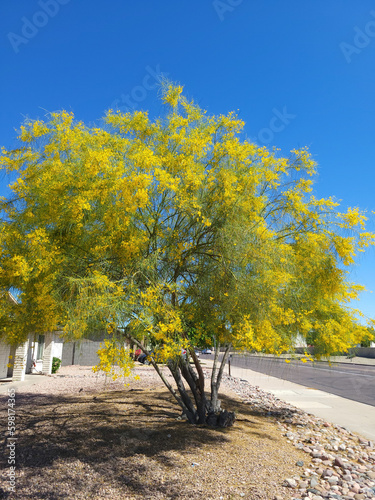 Xeriscaping residential road shoulder with Palo Verde in full bloom during Arizona Spring