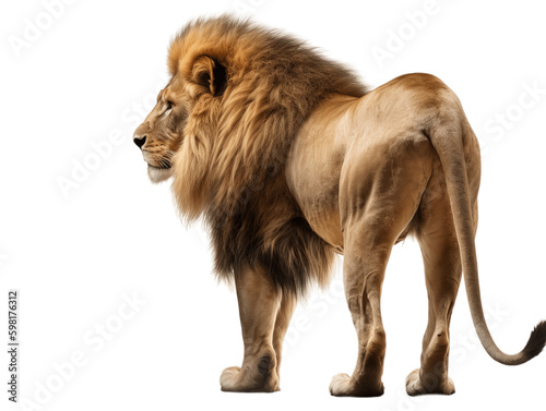 African Lion Full Body Viewed From Back Transparent Background