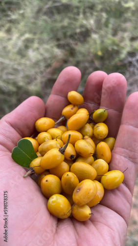 Palu fruits in hands