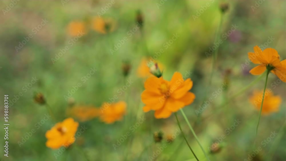 Beautiful cosmos flowers swaying in a garden with breeze. Beautiful cosmos flowers swaying in a garden with breeze.