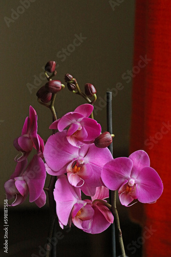 Purple beautiful orchid flower blossoming close up background botanical high quality big size instant prints
