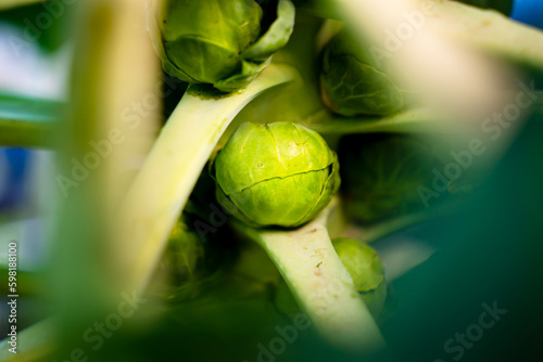 Close-up of Brussels sprouts growing on a stem. Green vegetables in a garden bed in sunny warm weather