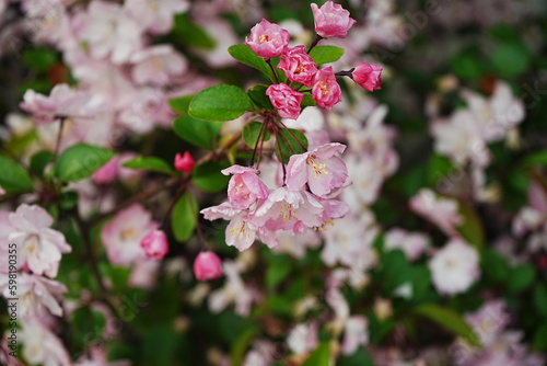Hall's Crabapple Pink Flower - 花海棠 ハナカイドウ ピンク色の花
