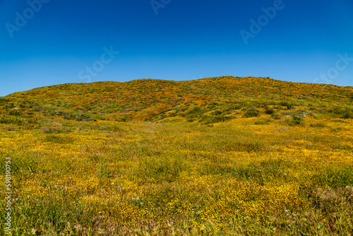 Super bloom fields of poppies and wildlfowers photo