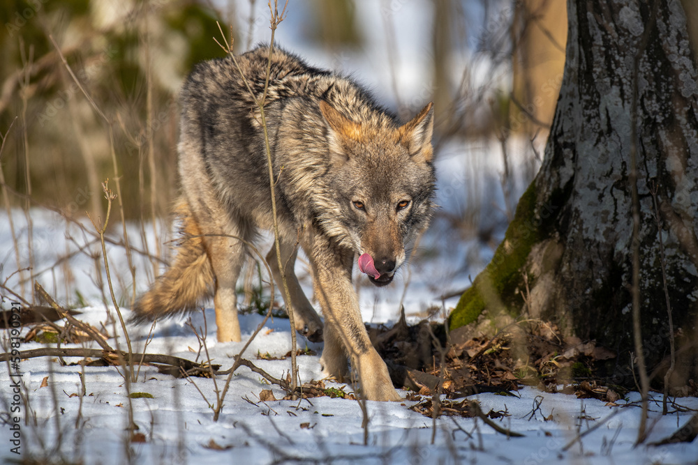 Wolf in the forest up close. Wild animal in the natural habitat Wolf in the forest up close. Wild animal in the natural habitat
