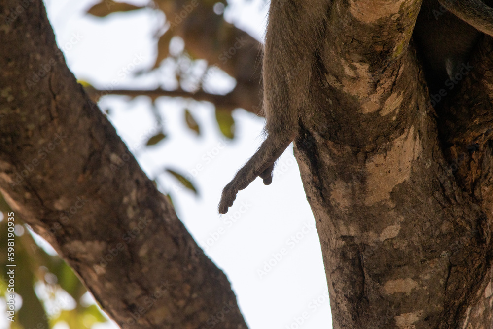 Conceptual image - conservation - the arm of a monkey isolated hanging between the tree branches Conceptual image - conservation - the arm of a monkey isolated hanging between the tree branches