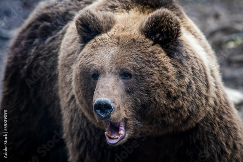 Wild adult Brown Bear (Ursus Arctos) in the spring forest © byrdyak
