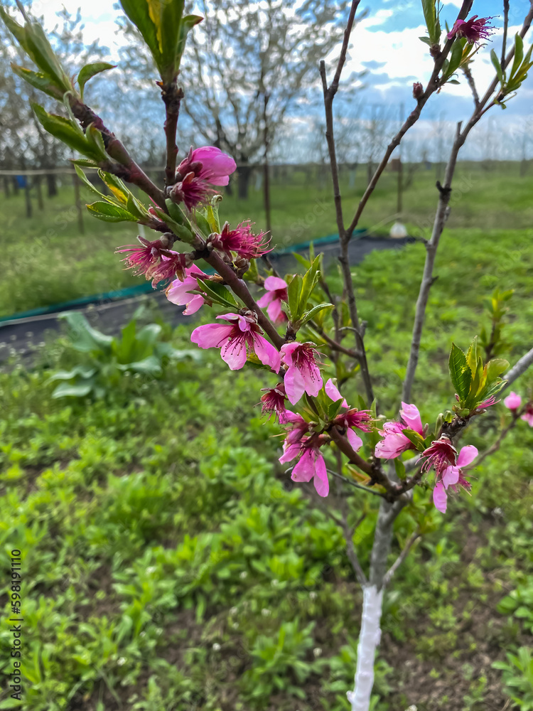 A young peach tree will bloom in spring. Pale pink flowers are about to turn into fruits.