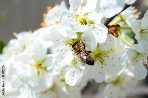 A honey bee is looking for pollen and nectar on a white cherry blossom. A close-up of a bee looking for pollen on a white flower. Blooming cherry blossoms in spring close-up.
Selective focus.