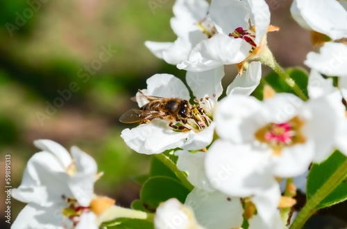 A bee sitting on a white flower collects bee pollen. Close-up of a honey bee on a white pear blossom collecting nectar and pollen. A bee collects honey. Macro. Selective focus. Blurred background.