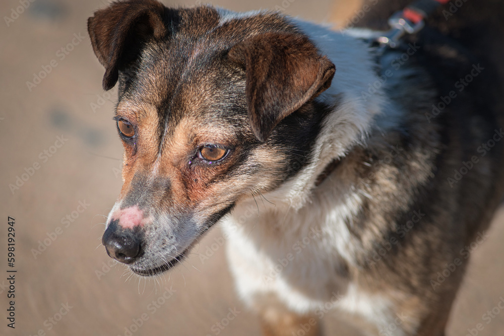 A beautiful non-breed dog on a walk in the field. A beautiful non-breed dog on a walk in the field.