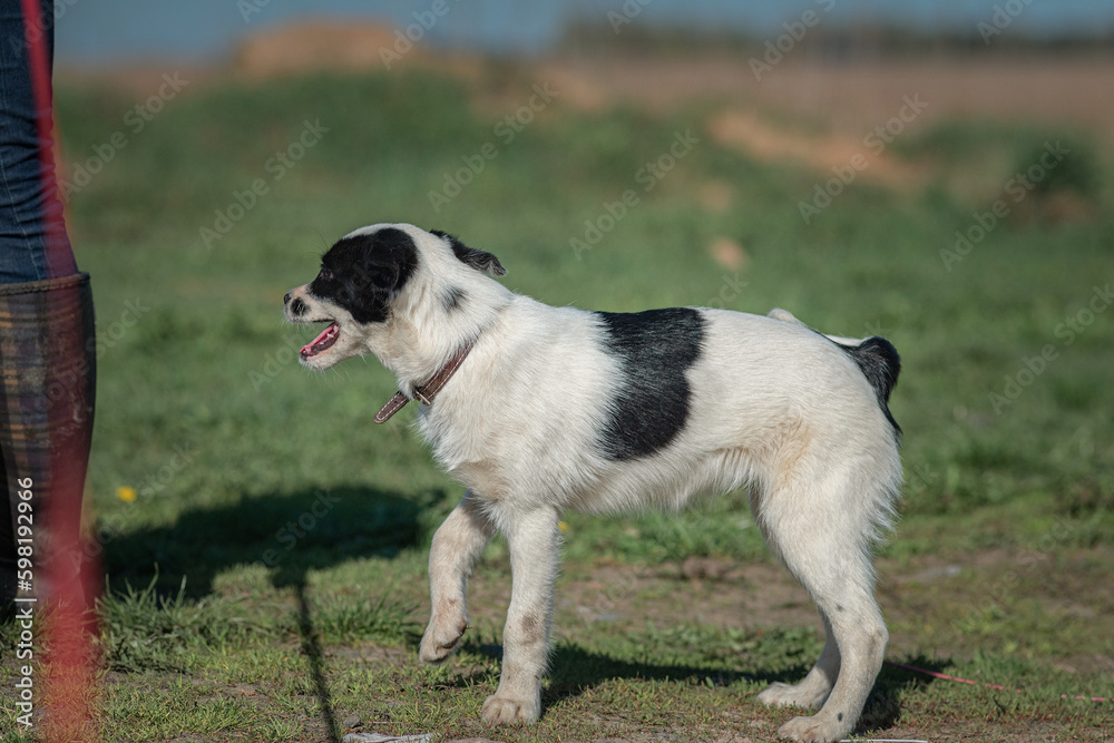 A beautiful non-breed dog on a walk in the field. A beautiful non-breed dog on a walk in the field.