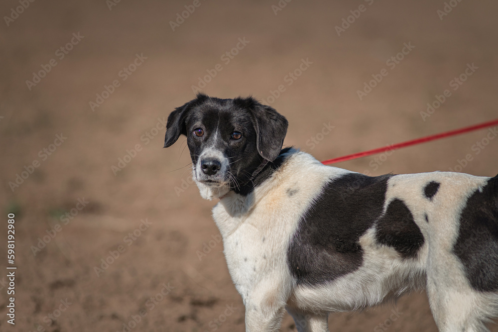 A beautiful non-breed dog on a walk in the field. A beautiful non-breed dog on a walk in the field.