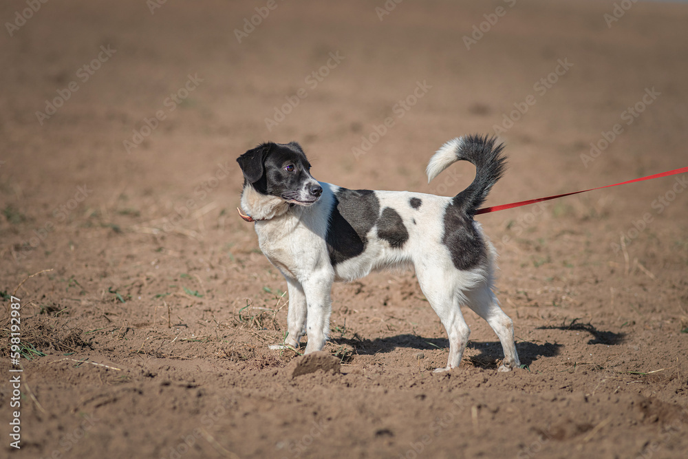 A beautiful non-breed dog on a walk in the field. A beautiful non-breed dog on a walk in the field.