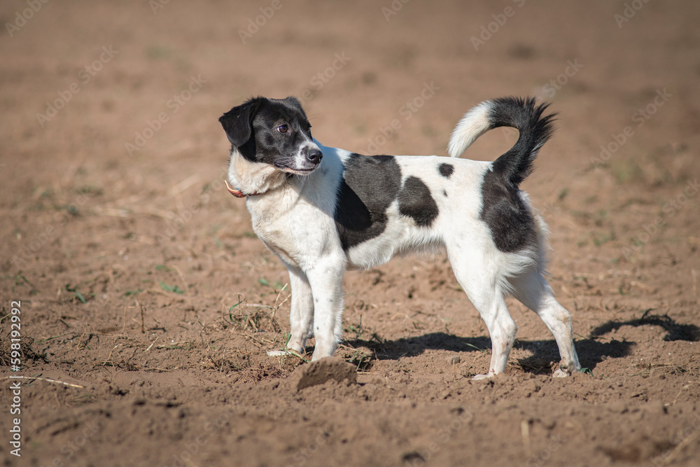 A beautiful non-breed dog on a walk in the field. A beautiful non-breed dog on a walk in the field.