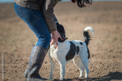 A beautiful non-breed dog on a walk in the field. © shymar27