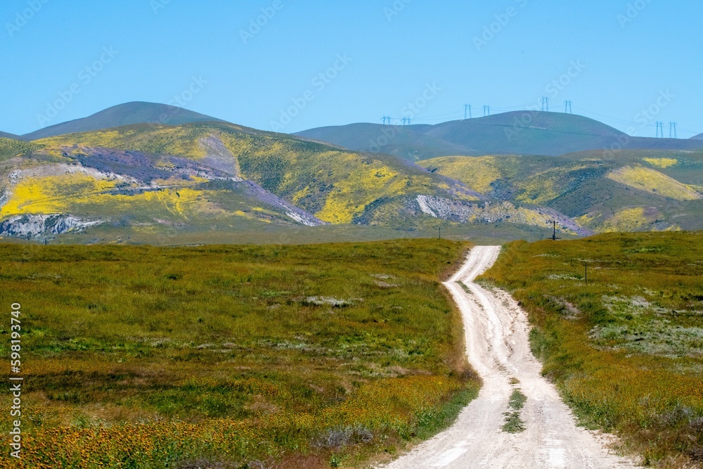Road leading to hills with super bloom wildflowers in Carrizo plains national monument