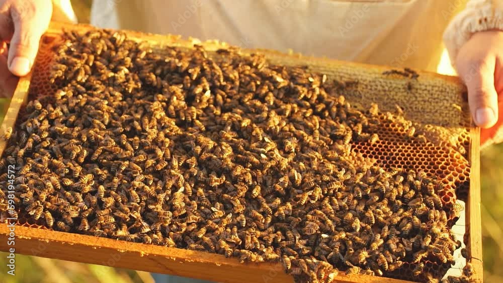 Close-up of honey bee on honeycomb in frame. Beekeeper holds in his hands a large number of bees on honeycomb. Natural honey, apiary. Generative AI Close-up of honey bee on honeycomb in frame. Beekeeper holds in his hands a large number of bees on honeycomb. Natural honey, apiary. Generative AI