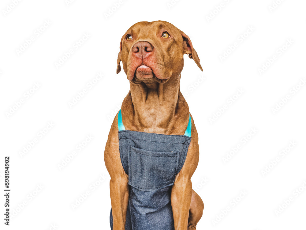 Cute brown puppy and gardener's apron. Close-up, indoors. Studio shot. Concept of care, education, obedience training and raising pets
