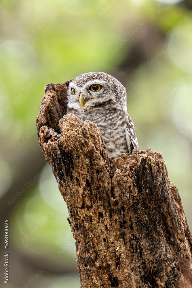 Fototapeta premium Spotted Owlet on the tree