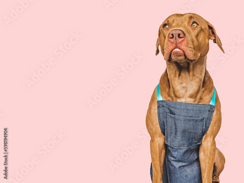 Cute brown puppy and gardener s apron. Close-up  indoors. Studio shot. Concept of care  education  obedience training and raising pets