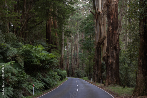 road in the forest. Victorian road. Australian road with tall eucalyptus.