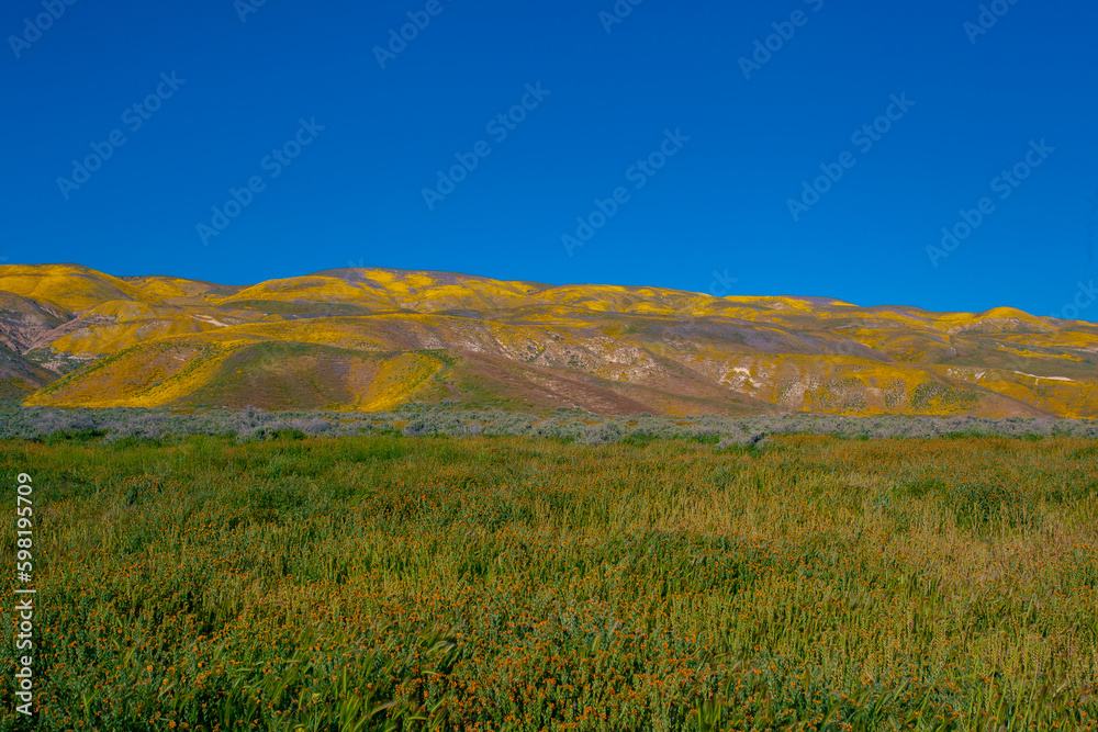 California Golden Orange and wild yellow flowers during a wildflower superbloom near Carrizo Plain National Monument, California USA