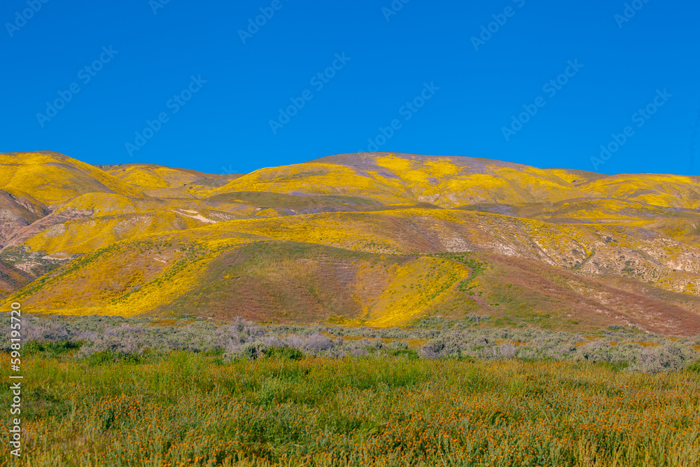 California Golden Orange and wild yellow flowers during a wildflower superbloom near Carrizo Plain National Monument, California USA