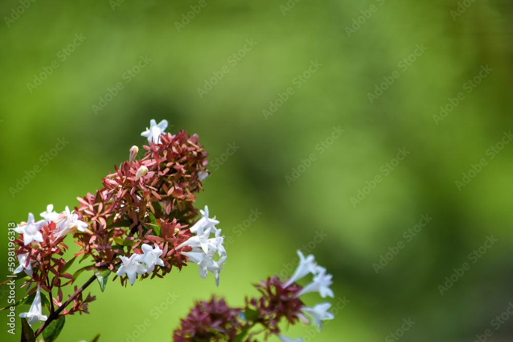花と自然をテーマにしたコピースペースがある背景素材 花と自然をテーマにしたコピースペースがある背景素材