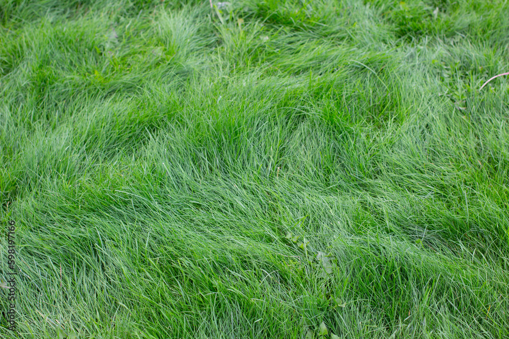 green grass field green grass field