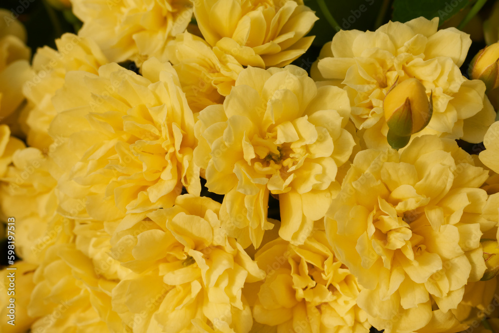モッコウバラの花と蕾 モッコウバラの花と蕾