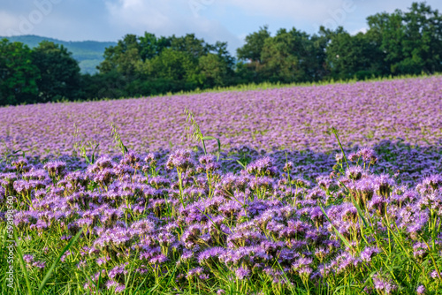Lilac field of facelia, flowers. Sunset over a violet field. Facelia in the field. Honey culture.