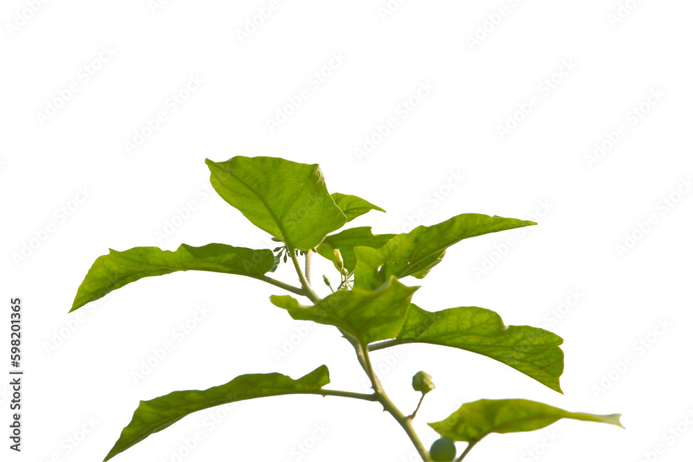 Green leaf or branch isolated on white background. Green leaf or branch isolated on white background.