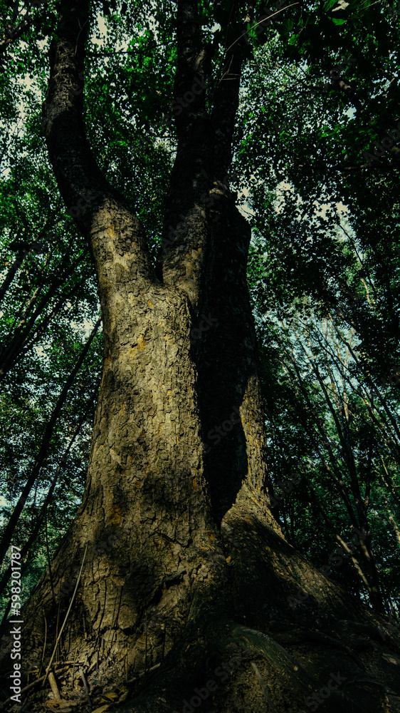 Forest colossus - an old tree reaches for the sky Forest colossus - an old tree reaches for the sky