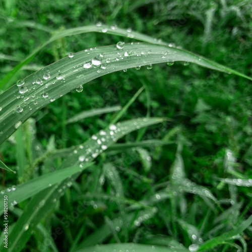 Sparkling raindrops on blades of grass