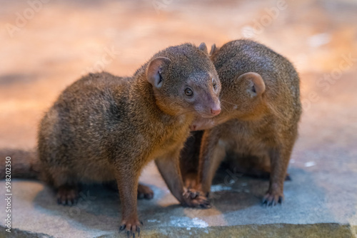 Banded mongoose (Mungos mungo colonus). Wild life animal.