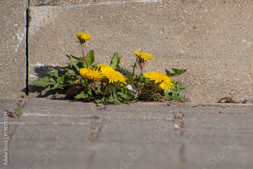 Yellow dandelions grew in the asphalt. Natural plants grow in the pavement