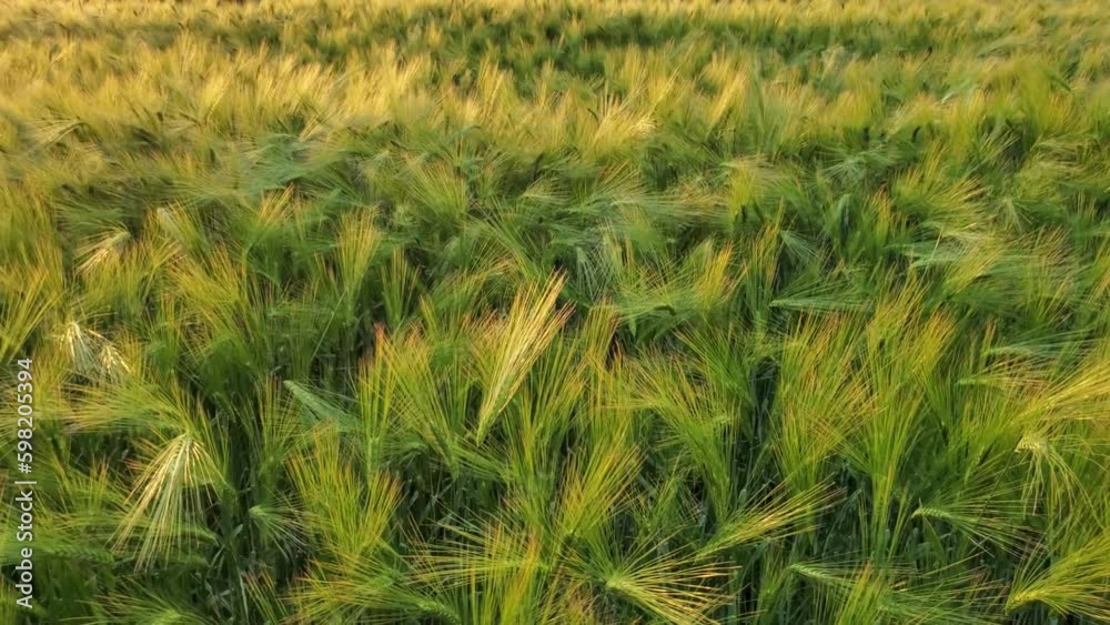 Blurry lush ears of ripening wheat at field in Ukraine organic agriculture. Background of green wheat field of Ukrainian grain farmland. Grain hunger threat due to war. Agricultural rolling view Blurry lush ears of ripening wheat at field in Ukraine organic agriculture. Background of green wheat field of Ukrainian grain farmland. Grain hunger threat due to war. Agricultural rolling view