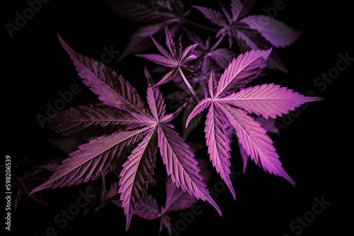 Cannabis leaves. Cannabis marijuana foliage with a purple pink tint on a black background