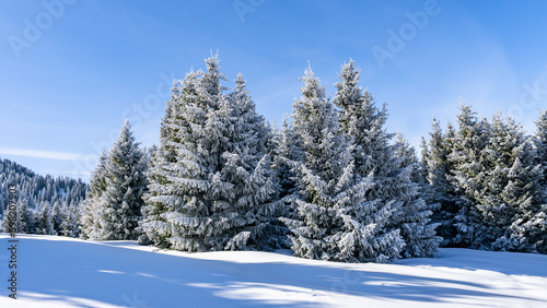 beautiful snowy forest. winter mountain plateau. snowy mountains