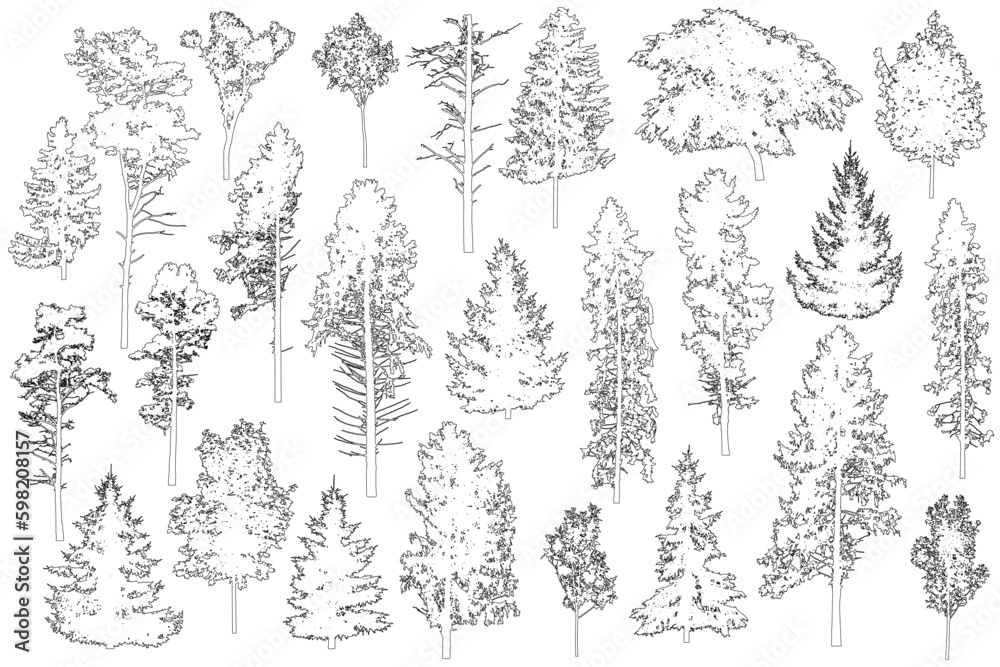 Set of coniferous and deciduous trees for architecture and landscape design, line drawing, contour. Vector illustration