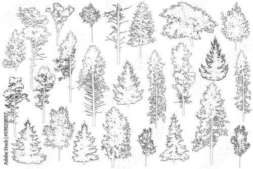 Set of coniferous and deciduous trees for architecture and landscape design, line drawing, contour. Vector illustration