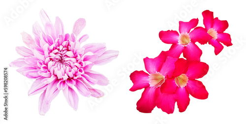 Desert rose and Chrysanthemums flower blooming isolated on transparent background with clipping path. Beauty in nature  Tropical plant  pink flora  Adenium and Bouquet of flora. png with transparency